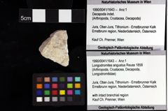 Foto (Objket + Etiketten) von Cracensigillatus acutirostris (Moericke, 1889) 